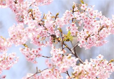 春天來了！日本各地升溫暖呼呼　東京櫻花陸續盛開　賞櫻季將開跑