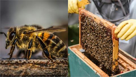 小兄妹跑樹林玩耍遭「虎頭蜂狂螫1000針奪命」！「無照」養蜂人內疚：賠不起