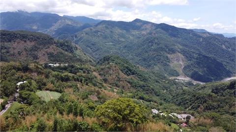 異言堂(影)／是芥末日來了！   阿里山「山葵」一斤要價六千元  嬌貴又難種