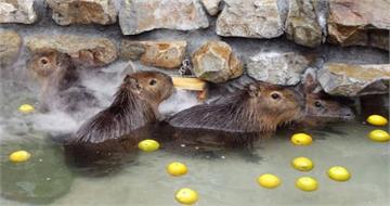 張美阿嬤農場三姊開撕！　怒轟「巨嬰弟」：只會情勒老母親