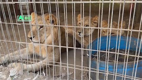 加薩動物難生存！食物、藥物短缺　動物園園主：只想救牠們