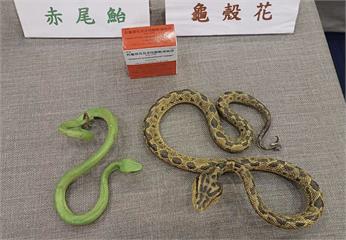 跌破眼鏡！毒蛇咬人高峰其實是8月   八成送醫都怪「咬人王」