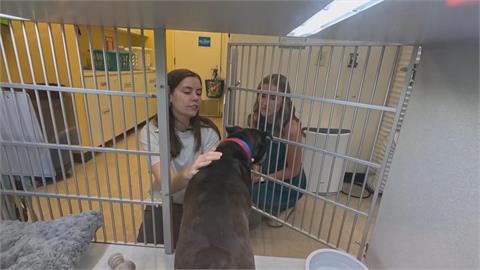 天熱要當心！　美國比特犬遭獨留車內險熱死　飼主依虐待動物送辦