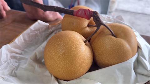 三星上將梨優質登場！　盛夏採梨熱鬧開跑