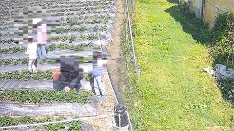 果農哭哭！小朋友開心採草莓　家長將「半籃草莓」放回田埂...嫌貴不付錢？
