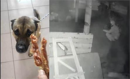 快新聞／彰化惡男「開槍射殺」米克斯看門犬！遭警緝捕歸案　最高可被罰500萬