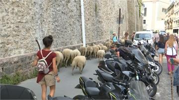 巴黎奇景！綿羊群艾菲爾鐵塔旁逛街吃草