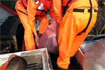不肖漁民宰殺販售海豚肉 海巡查扣283公斤