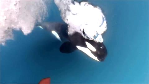 「海洋競賽」遇上殺人鯨　船舵遭撞擊場面超驚險