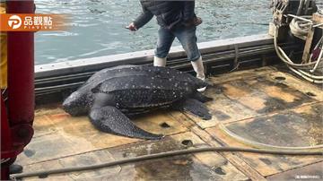 瀕臨絕種！世界最大海龜「吃水母機器」驚喜現蹤宜蘭　受困漁網已獲救