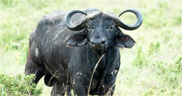 45歲男睡夢中「遭1公噸巨牛從屋頂墜下砸死」　媽痛喊：2歲時才與死神擦肩