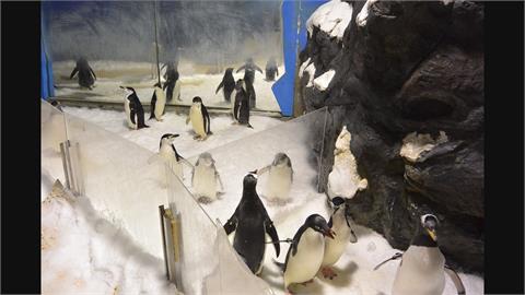 企鵝年度健檢 屏海生館做繁殖準備