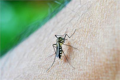 通通不准睡！科學家最新實驗「剝奪蚊子睡眠」：牠們瞬間沒食慾