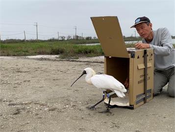 企業支持鳥類護育　達德攜屏科大衛星追蹤黑面琵鷺