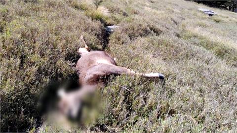 奇萊山「山獸神」疑遭獵殺！　　鹿茸消失斷面處整齊　山友氣炸