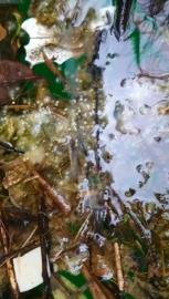 日月潭惡霸繁殖期「反常消失」！　魚虎球皆空包彈