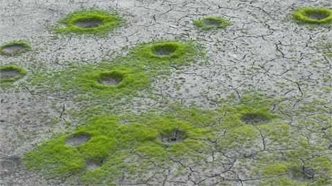 日月潭乾旱沙洲現「隕石坑」？　釣魚達人：淡水魚為產卵挖坑洞