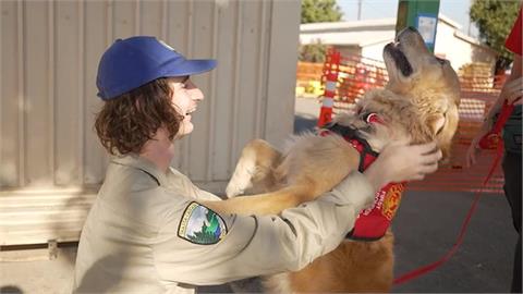 美國警消身心壓力爆棚　療癒犬巡迴抱抱超抒壓