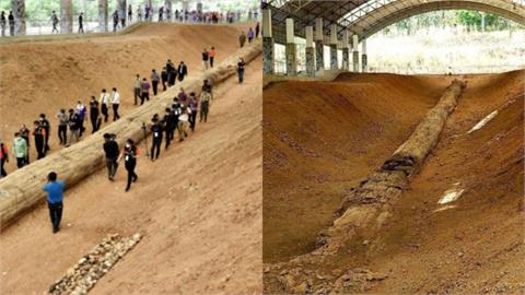 泰國70米「石化樹幹」成全世界最長木化石！專家：有12萬年歷史