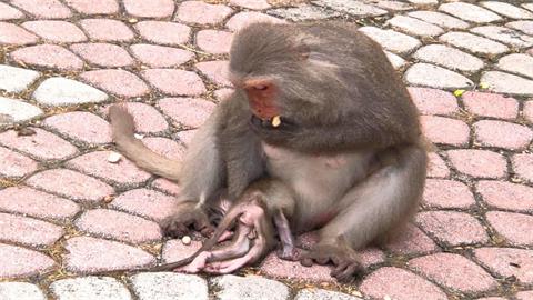心碎畫面曝！母猴抱「夭折小猴」覓食不忍放　網淚：母愛真偉大