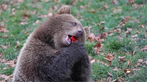 美國驚傳「鏈鋸熊」出沒!超扯畫面曝光600萬網傻眼:拜託日本熊別學