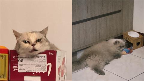 貓奴一直都被騙了！日專家破解貓咪「剩飯真相」：不是吃不下...3招改善食慾