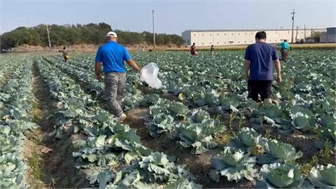 「鳳凰颱風」飛來了！　高麗菜開放10元自採民眾趁機囤菜