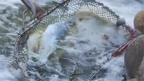 寒流！台西上萬斤虱目魚凍斃　災損大約三成、漁民含淚打撈