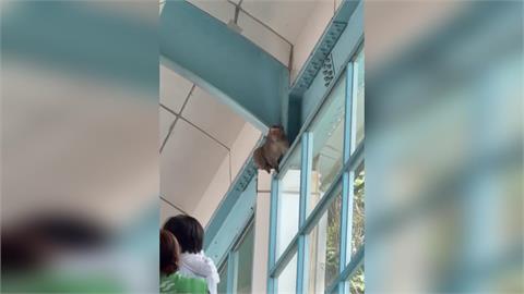 快新聞／真「動物園站」！多隻獼猴闖北捷月台「逛大街」　動保處急發聲