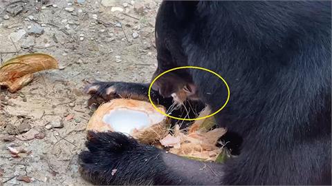 快新聞／壽山動物園黑熊「波比」斷牙　新銀牙「亮晶晶」超吸睛