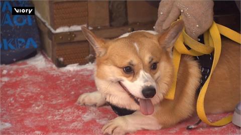 俄羅斯「狗狗迎新」派對　１５０隻柯基挑戰雪地障礙賽