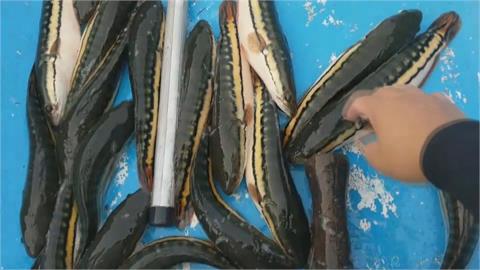 日月潭惡霸「魚虎」緊追獵食畫面曝　12台斤胖鯉魚恐被啃光