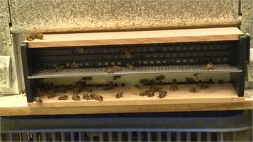 花蓮力推林下經濟！開設養蜂課程培訓林農