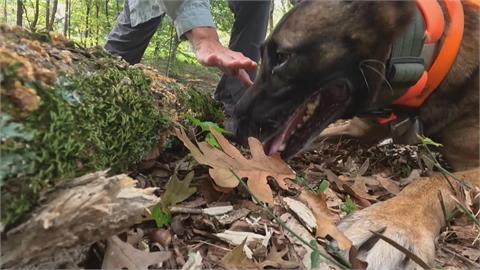 美國保育工作犬嗅蘭花　尋得珍稀植物　幫助物種保育
