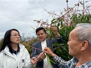 台東夏雪芒果寒害難結果 立委協助申請現金救助已撥款