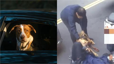 不是比特犬的錯？寵物訓練師揭「咬人真相」…他嘆：這1點才是關鍵