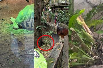 「安鼠之亂」燒至木柵動物園多地驚見肥大老鼠　園方急說明