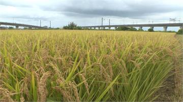 豪雨即將報到！台南農民搶收割稻米