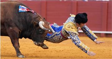 西班牙「鬥牛之王」表演失誤！遭公牛刺穿直腸險喪命