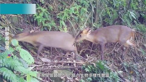 維護台灣生物多樣性！　呼籲落實環境保育