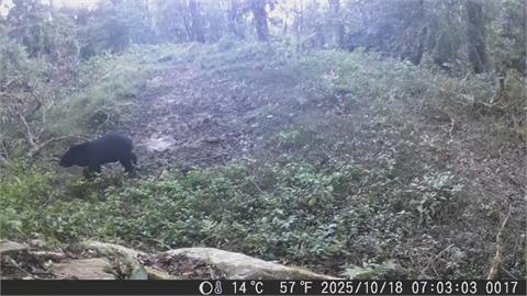 嘉義阿里山驚傳台灣黑熊出沒　好奇「拍打鏡頭」畫面曝光