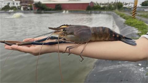 比iPhone還大！屏東「賽神蝦」將登場　泰國蝦竟養破65公分
