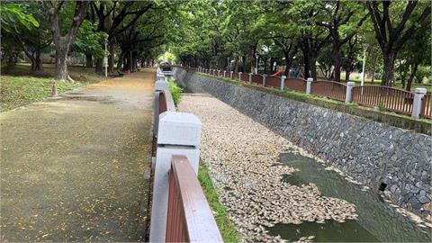 後勁溪爆「大量魚群暴斃」駭人畫面曝光！5000公斤死魚漂滿河　市府環保局回應了