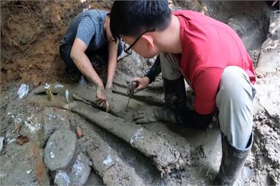 台灣史上最完整鯨魚化石 挖掘全記錄首曝光