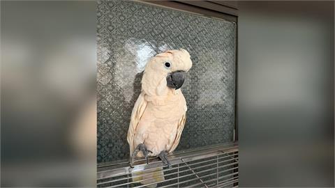 鸚鵡送寵物旅館6天亡　業者只願賠4千飼主怒提告