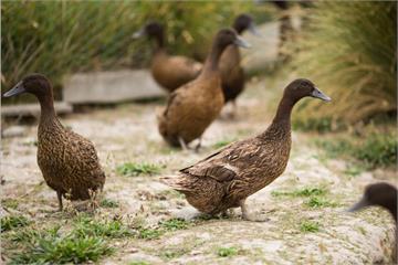國內爆發首例H7「禽傳人」新型流感　彰化7旬鴨農染疫