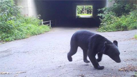 快新聞/熊害破紀錄!上月日本88人遇襲「7人罹難」 白川鄉加強驅熊