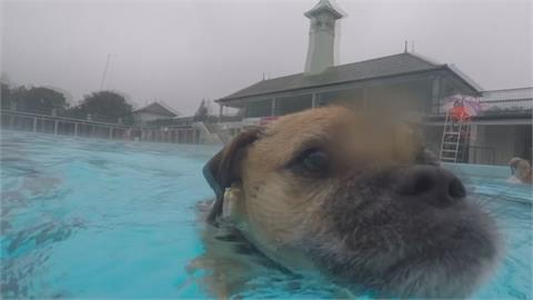 示範標準「狗爬式」是這樣游滴...英國泳池首度開設狗狗游泳課