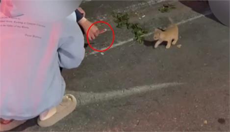 搶救！引擎室喵～不停　警掏「伍丼么肉泥」小貓秒鑽出
