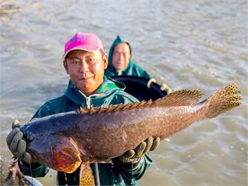 中國突禁台灣石斑魚　潘孟安「4年前已佈局全球」：不依賴單一市場
